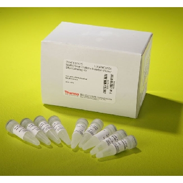 NORTH2SOUTH  BIOTIN RANDOM PRIME DNA LABELING KIT，17075，赛默飞世尔