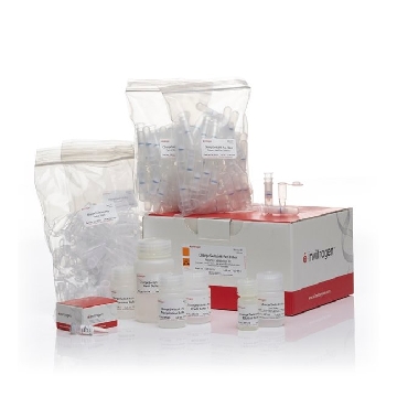 CSTPRO FILTER PLASMID MINI-100 100 PREP，CS31103，Invitrogen
