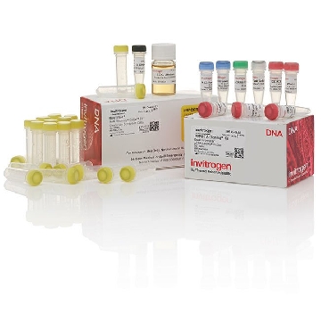 TOPO TA DUAL/DH5A(20) 25 RXN，K462001，Invitrogen