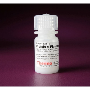 PROTEIN A PLUS ULTRALINK RESIN，53142，赛默飞世尔