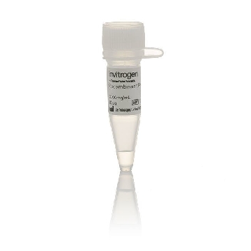 DCAMKL1(DCLK1) 10 UG EA，A30495，Invitrogen