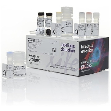CLICK-IT PLUS TUNEL 594 1 Kit，C10618，Invitrogen