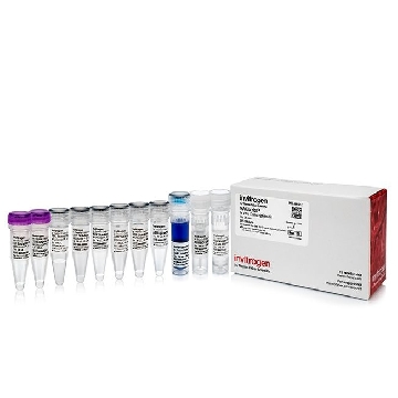 Transfer SKU MAXISCRIPT SP6/T7 KIT (30) 30RXNS，AM1320，赛默飞世尔