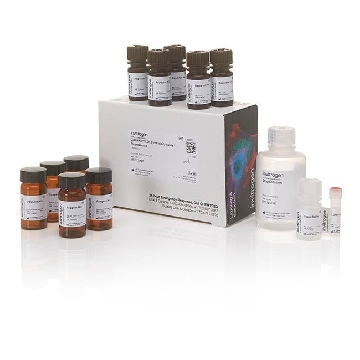 CYQUANT LDH FLUO 1000 1 KIT，C20303，Applied Biosystems