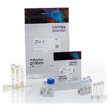 ALEXA FLUOR 555 MONOCL KIT，A20187，Invitrogen