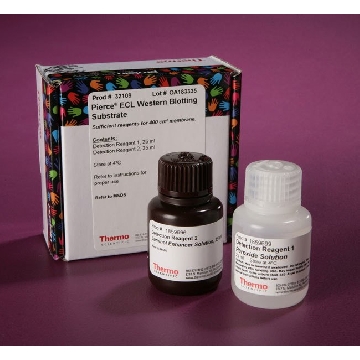 PIERCE ECL WESTERN BLOTTING SUBSTRATE, 50 ML.，32109，赛默飞世尔