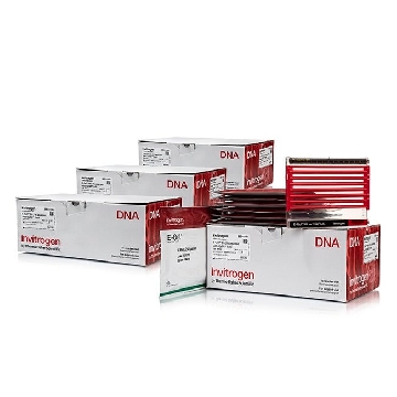 E-GEL 96 2% WITH SYBR SAFE 4X8 GELS，G720842，Applied Biosystems