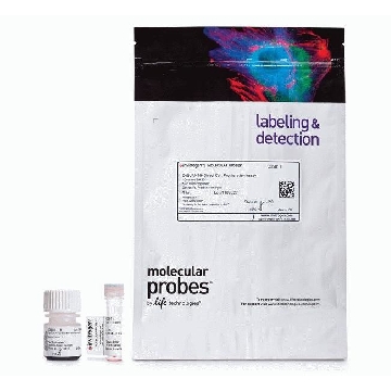 CYQUANT DIRECT CELL PROLIFERAT 1 KIT，C35011，Invitrogen