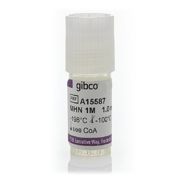 MOUSE HIPPOC NEURONS - 1 MIL MHN 1M CELLS/VIAL，A15587，Invitrogen