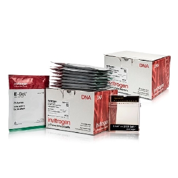 E-GEL SYBR SAFE 2% 20 GELS，A45204，Applied Biosystems