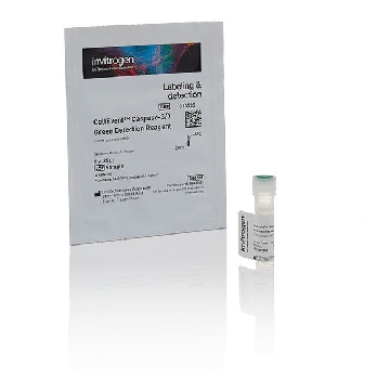 CELLEVENT CASPASE 3/7 GREEN 100 UL，C10423，Invitrogen