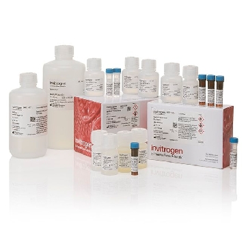 VIEWRNA TISSUE ASSAY, CORE KIT KIT，19931，Affymetrix