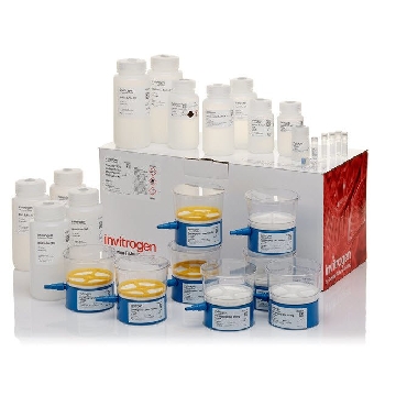 Transfer SKU PURELINK ENDOFREE MEGA PLASMID 4 PREPS，A31232，赛默飞世尔