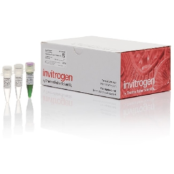 PLATINUM SUPERFI GREEN MM 500 RXNS，12359050，Applied Biosystems