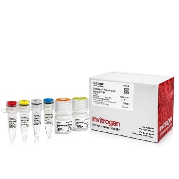 POWERUPSYBR CELLS-TO-CT 40RXN 40 RXN，A35379，Applied Biosystems