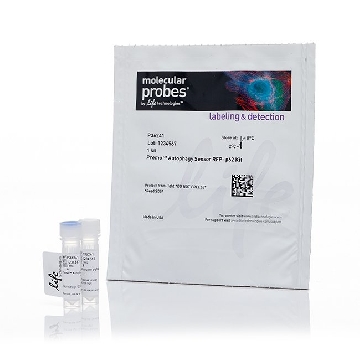 PREMO AUTOPHAGY SENSOR RFP-P62 KIT，P36241，Invitrogen