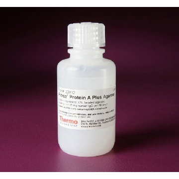 PIERCE PROTEIN A PLUS AGAROSE, 25 ML.，22812，赛默飞世尔