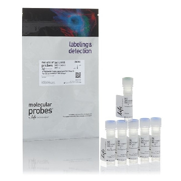 LIVE/DEAD FIXABLE VIOLET DEAD 1 KIT，L34955，Invitrogen