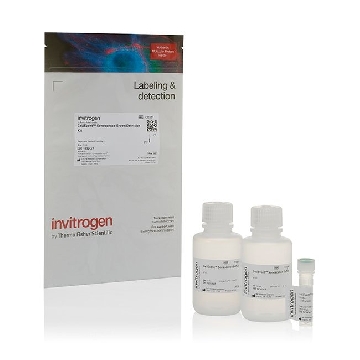 Probes SENESCENCE GREEN IMG 100 1 KIT，C10851，赛默飞世尔