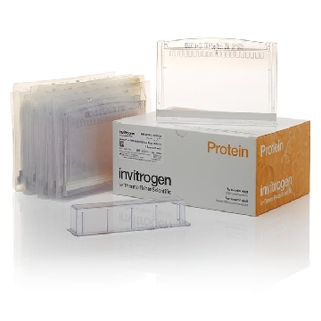 8-16% TG MIDI 12+2W W/ ADAPTOR 10 PER BOX，WXP81612BOXA，Invitrogen