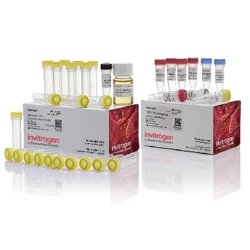 TOPO TA/ EC (25) 25 RXN，K456001，Invitrogen