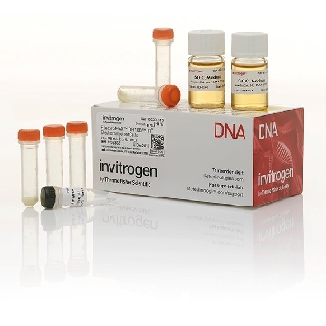 ELECTROMAX DH10B T1 CELLS 0.5 ML (5 X 0.1 ML)，12033015，Invitrogen