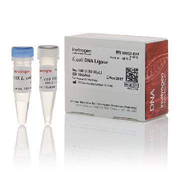 E. COLI DNA LIGASE 100 UNITS，18052019，Invitrogen