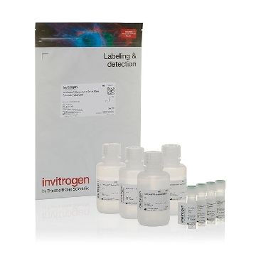 Probes SENESCENCE FLOW 200 ASSAYS 200 ASSAYS，C10841，赛默飞世尔