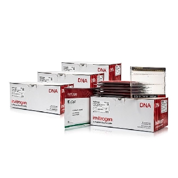 E-GEL 48 1% WITH SYBR SAFE 4X8 GELS，G820841，Applied Biosystems