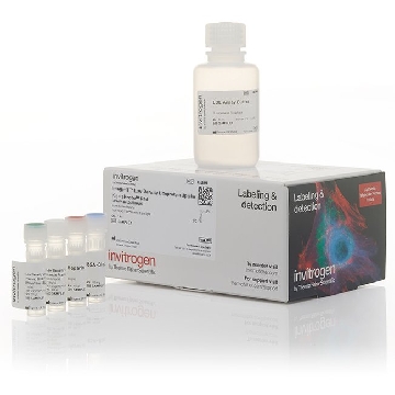 Probes IMAGE-IT LDL UP KIT-PHRODO RED 1 KIT，I34360，赛默飞世尔
