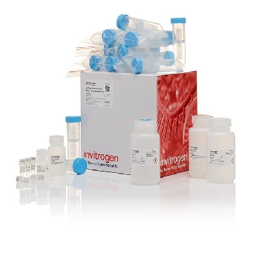 Transfer SKU JETQUICK BLOOD & CELL MAXI 20 PREPS，A30705，赛默飞世尔