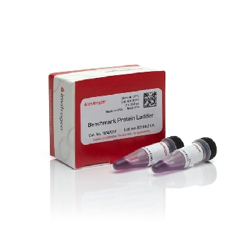 BENCHMARK PROTEIN LADDER 2 X 250 UL.，10747012，Invitrogen