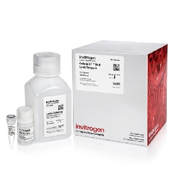 Transfer SKU CELLS TO CT LYSIS COMPONENTS CUSTOM，4391851C，赛默飞世尔