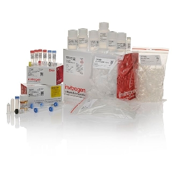 TOPO TA/ MACH1/ MINIPREP (25) 25 RXN w/ PREPS，K451022，Invitrogen