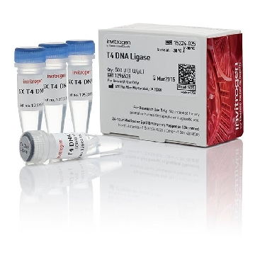 T4 DNA LIGASE EASYPACK 4 X 500 UN，15224090，Invitrogen