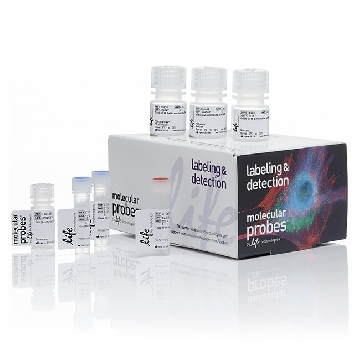 CLICK EDU ALEXA 555 IMAGING 1 KIT，C10338，Invitrogen