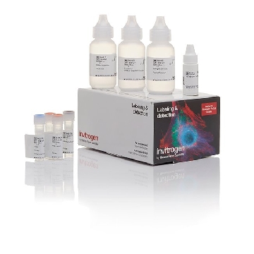 BIOTIN TYRAMIDE KIT STV 150 SLIDES，B40931，Invitrogen