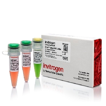 Transfer SKU E-GEL  SIZING DNA LADDER 100 APPS，10488100，赛默飞世尔