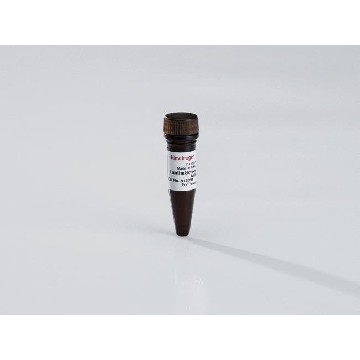TB-ANTI-GFP AB (25 UG) 25 ug，A13391，Invitrogen