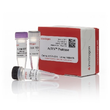 ACTEV PROTEASE 1000U，12575015，Invitrogen