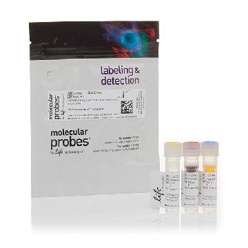 LIVE/DEAD BACLIGHT BACTERIAL C 1 KIT，L34856，Invitrogen