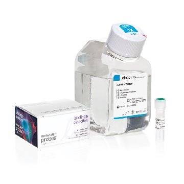 CD44 RAT ANTI-MS/HU AF488 KIT KIT，A25528，Invitrogen
