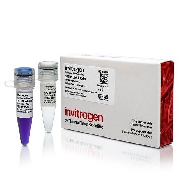 Transfer SKU 100 BP DNA LADDER 250 UG，15628050，赛默飞世尔