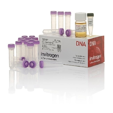 TOP10 ONE SHOT KIT 20 RXN，C404003，Invitrogen