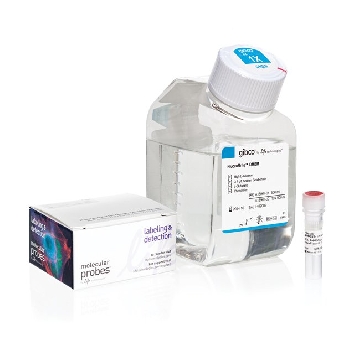 TRA160 555 MOUSE LIVE CELL KIT EA，A24879，Invitrogen