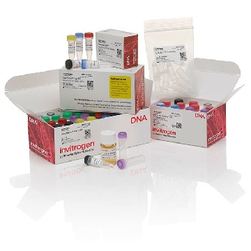 GENERACER SUPERSCRPT TA 5 CDNA, 50 PCR RXNS，L150201，Invitrogen