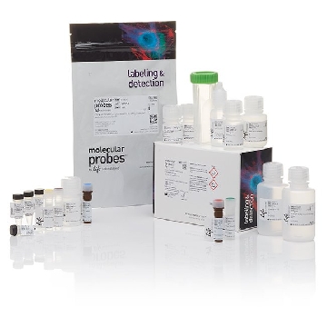 CLICK-IT TUNEL COLORIMETRIC 1 KIT，C10625，Invitrogen
