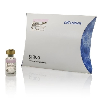 REC HU IL 1ALPHA 100 UG BIOSOURCE (TM)，PHC0011，Invitrogen