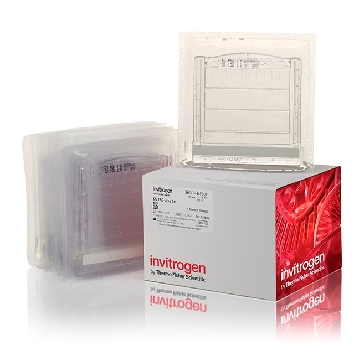 6% TBE-UREA GEL 1.0MM 10W 10 PER BOX，EC6865BOX，Invitrogen