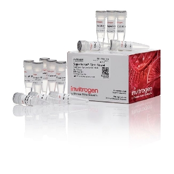 SUPERSCRIPT 1ST STRAND SYSTEM FOR RT-PCR，11904018，Invitrogen